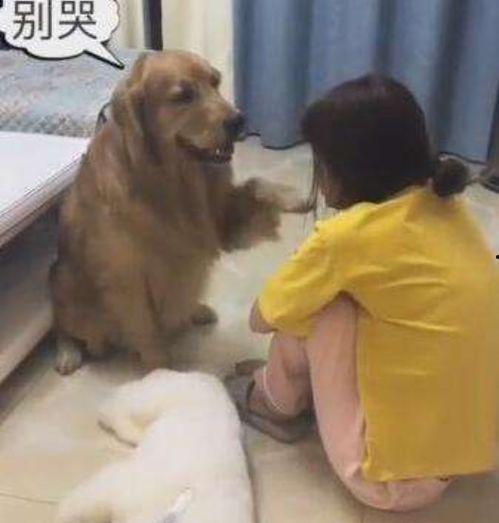 娱乐吃瓜酱小狗安慰,娱乐吃瓜酱的暖心安慰之道